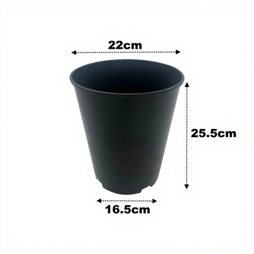 Litre deep rose plant - litre,