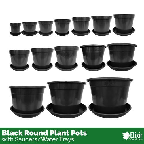 Plant pot tree - tree, shrub